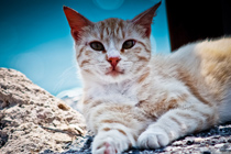 网络ddos攻击软件